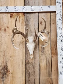 5x5 Whitetail Antlers On Skull
