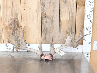 Big Gnarly Nontypical Whitetail Antlers On Skull Plate