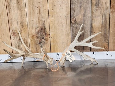 Big Nontypical Whitetail Shed Antlers