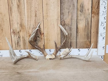 Wild 3x4 Whitetail Antlers On Skull Plate With Sheds