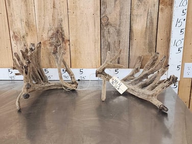 Big Gnarly Nontypical Whitetail Cut Off Antlers In Velvet