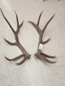 High 300 Class Elk Shed Antlers