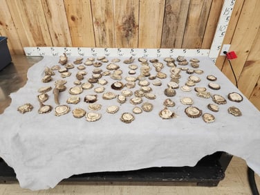101 Elk Antler Burrs