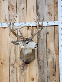 Big Whitetail / Mule Deer Cross Shoulder Mount Taxidermy