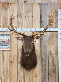 6x5 Elk Shoulder Mount Taxidermy