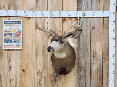 5x5 Mule Deer Shoulder Mount Taxidermy