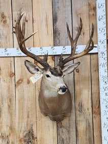 217 1/8" Mule Deer Shoulder Mount Taxidermy