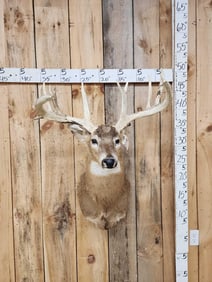 Vintage Main Frame 5x5 Whitetail Shoulder Mount Taxidermy