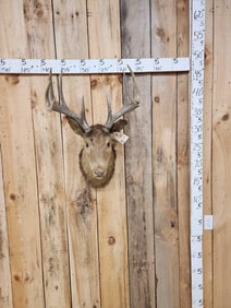VINTAGE 5x5 Whitetail Shoulder Mount Taxidermy 1926 Tag