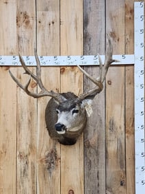 6x5 Mule Deer Shoulder Mount Taxidermy