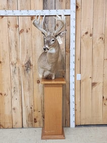 Main Frame 5x5 Whitetail Pedestal Taxidermy Mount