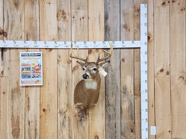 4x5 Whitetail Shoulder Mount Taxidermy