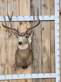 6x5 Mule Deer Shoulder Mount Taxidermy