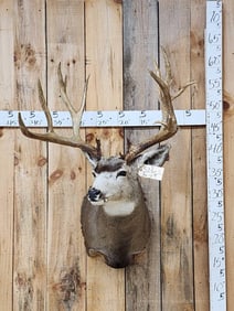 MONSTER 215 6/8" Mule Deer Shoulder Mount Taxidermy