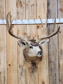 BIG 5x5 Mule Deer Shoulder Mount Taxidermy