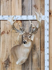 300 Class Whitetail Shoulder Mount Taxidermy