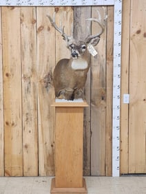 Main Frame 4x4 Whitetail Pedestal Mount Taxidermy