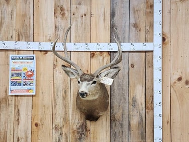 2x2 Mule Deer Shoulder Mount Taxidermy