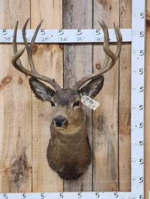 Antique 4x5 Mule Deer Shoulder Mount Taxidermy