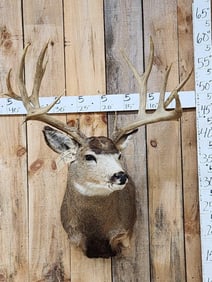 195 3/8" Mule Deer Shoulder Mount Taxidermy