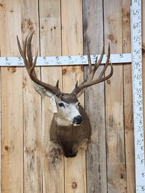 6x6 Mule Deer Shoulder Mount Taxidermy