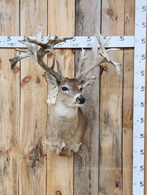 Big Nontypical Whitetail Shoulder Mount Taxidermy