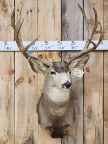 196 6/6" Mule Deer Shoulder Mount Taxidermy
