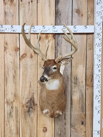 Main Frame 4x5 Wild Missouri Whitetail Shoulder Mount Taxidermy