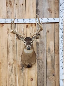 150 Class Wild Iowa Whitetail Shoulder Mount Taxidermy