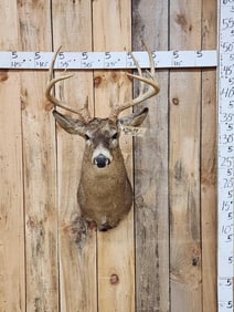 5x5 Wild Iowa Whitetail Shoulder Mount Taxidermy