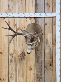 7x5 Mule Deer Shoulder Mount Taxidermy