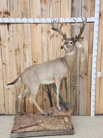 Gorgeous Whitetail Deer Full Body Taxidermy Mount