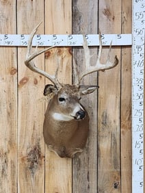 180 Class 6x6 Whitetail Shoulder Mount Taxidermy