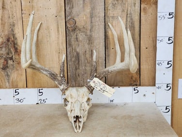 High 160 Class 5x5 Whitetail Antlers On Skull