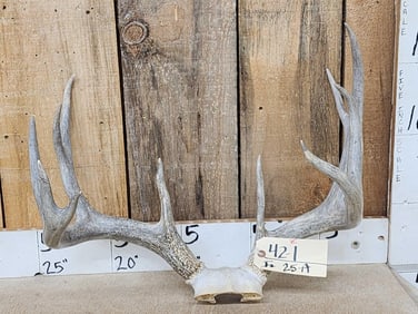 Main Frame 4x5 Whitetail Antlers On Skull Plate