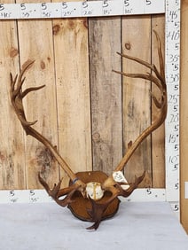 Caribou Antlers On Plaque
