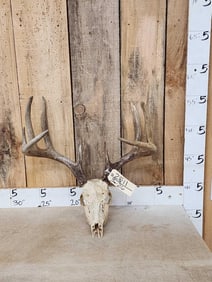 4x5 Whitetail Antlers On Skull