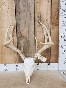 150 Class 4x4 Whitetail Antlers On Skull
