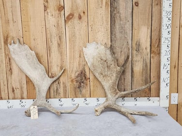 2 Moose Shed Antlers