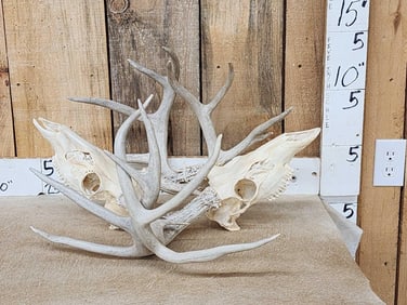 2 Whitetail Skulls Locked Together Taxidermy Antlers