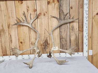Caribou Antlers On Split Skull Plate