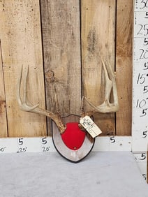 High 140 Class Wild Iowa Whitetail Antlers On Plaque