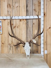 6x6 Elk Antlers On Skull
