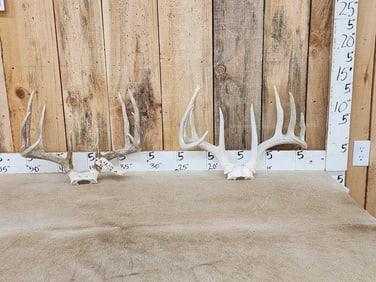2 Sets Of 5x5 Whitetail Antlers On Skull Plate