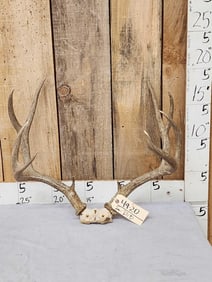 5x5 Mule Deer Antlers On Skull Plate