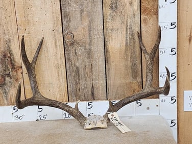 4x5 Mule Deer Antlers On Skull Plate