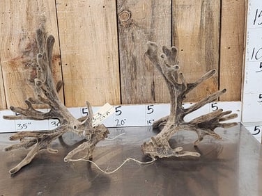 Big Gnarly Nontypical Whitetail Cut Off Antlers In Velvet