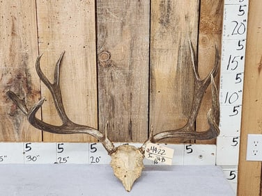 Nice 5x5 Mule Deer Antlers On Skull Plate