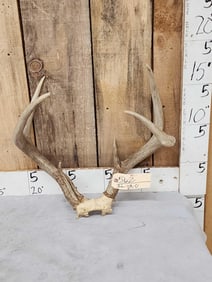 Big 6 Point Whitetail Antlers On Skull Plate