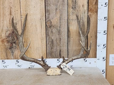 5x5 Mule Deer Antlers On Skull Plate